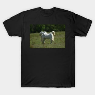 Wild Horse T-Shirt